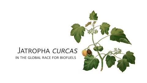 University of Oxford: Jatropha Curcas in the Global Race for Biofuels